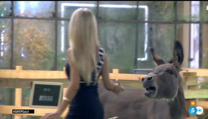 ¡Momentazo! Oriana Marzoli tiene nuevo compañero en la casa: ¡un burro!