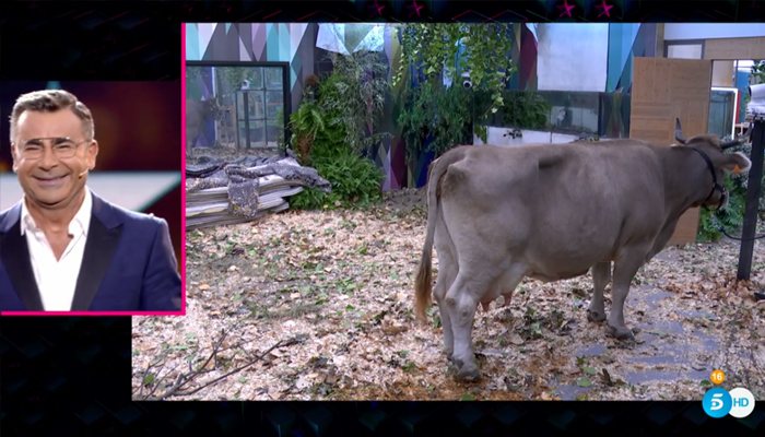 Muchas ediciones han pasado desde la mítica escena de Fresita con la vaca... ¿Volveremos a vivir algo así?