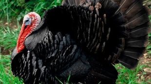 'A Charlie Brown Thanksgiving' eclipsa el estreno de 'Hollywood Game Night'