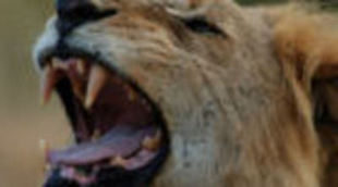 National Geographic Channel convierte en documental un vídeo de You Tube sobre vida salvaje