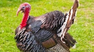 'A Charlie Brown Thanksgiving' lidera la noche previa a Acción de Gracias un año más