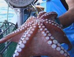 La 1 no tiene rival en la mañana al promediar un 11,4%