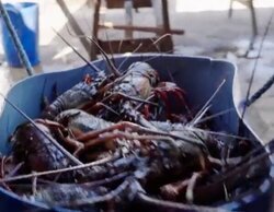 'Madrileños por el mundo' no pasa del 4,1% en Telemadrid