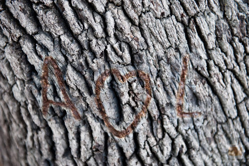 El corazón de Alba y Leo dibujado en el árbol