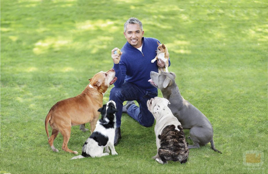 César Millán con sus perros