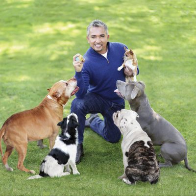 César Millán con sus perros