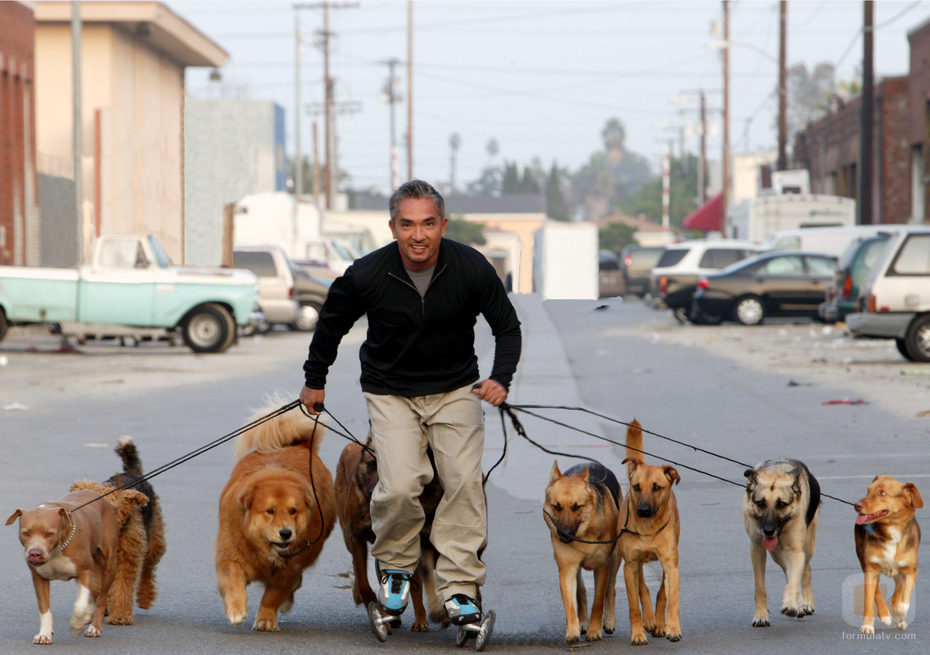 César Millán patina con sus perros