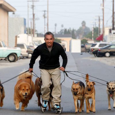 César Millán patina con sus perros