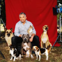 César Millán prepara 'El líder de la manada'