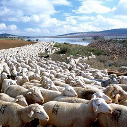 Los trashumantes de Guadalaviar, la cañada conquense