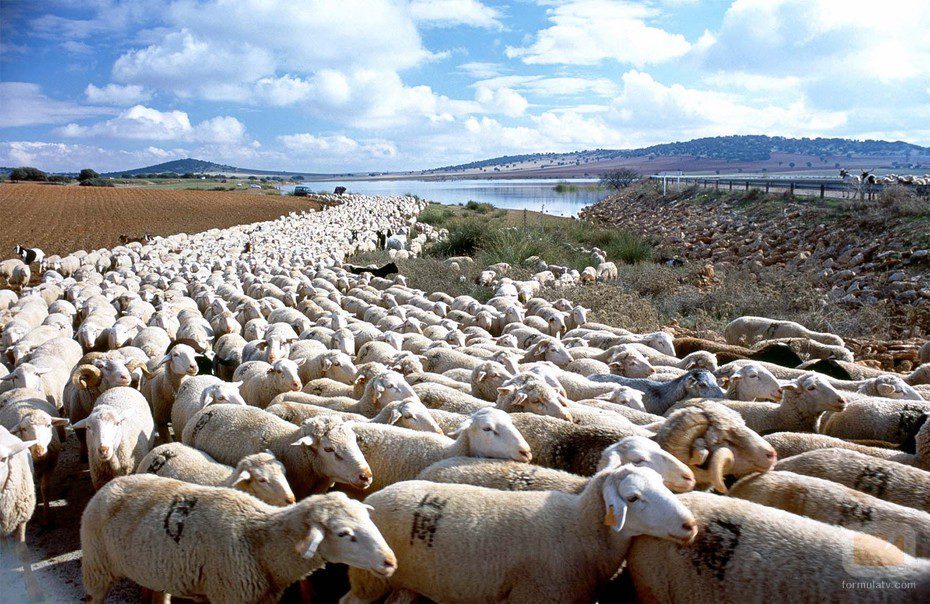 Los trashumantes de Guadalaviar, la cañada conquense