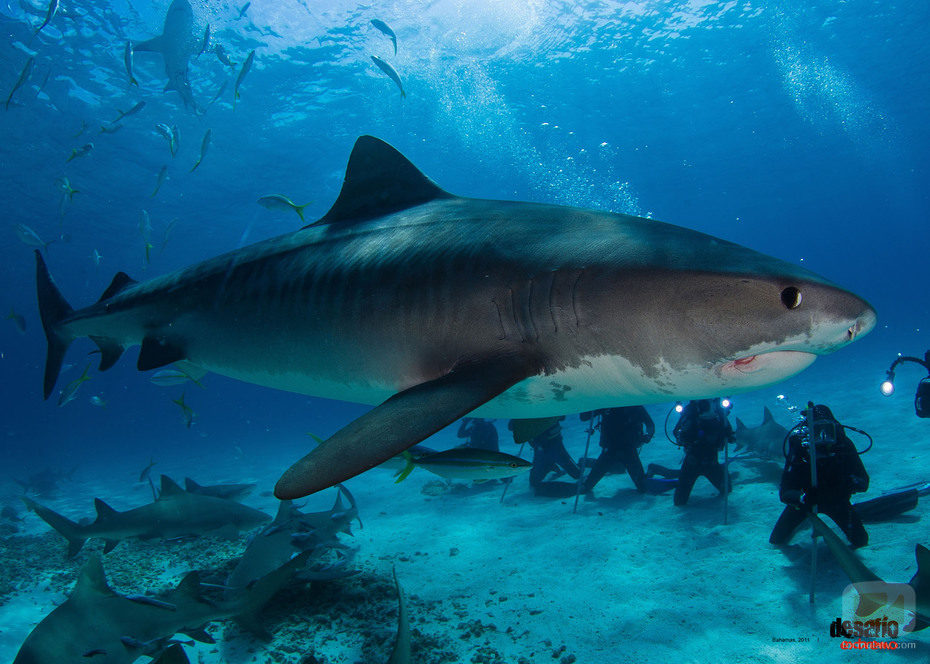 Calleja nadará entre tiburones