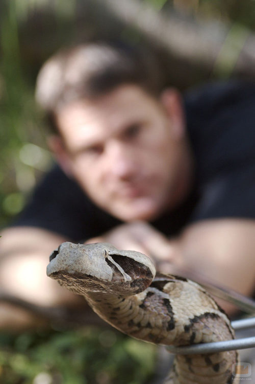 Una serpiente sudafricana, en 'Fauna letal'