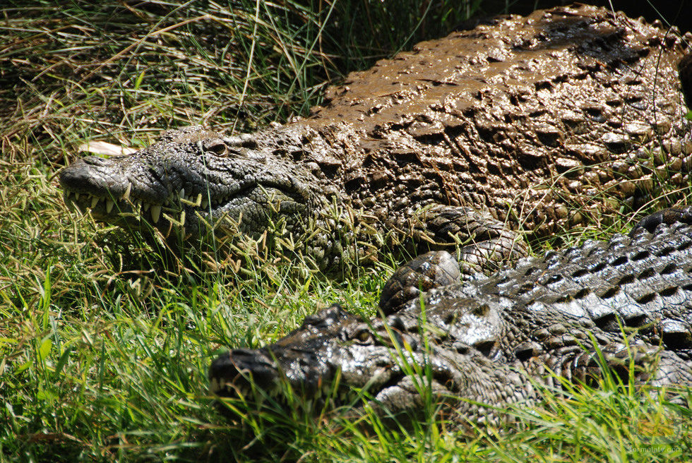 Dos temibles cocodrilos, en 'Fauna letal'