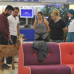 Hugo, José, Mayca, Loli, Shaima y la cabra en 'Gran Hermano 15'