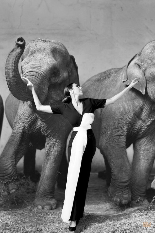 Paz Padilla imita a Dovima en la 'Sálvame Fashion Week'