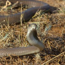 La serpiente más letal del planeta se enfrentará a Frank Cuesta en 'Wild Frank'