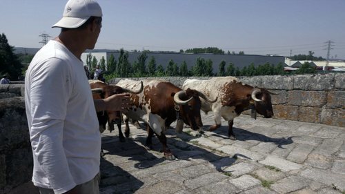 Frank Cuesta junto a unos toros en 'Wild Frank: Toros'