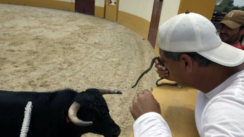 Una vaquilla se aproxima a Frank Cuesta