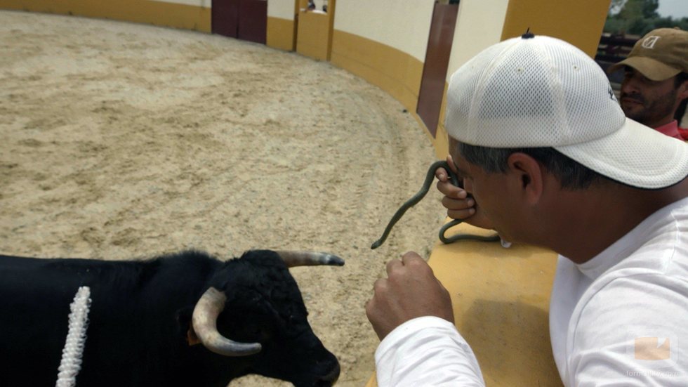 Una vaquilla se aproxima a Frank Cuesta