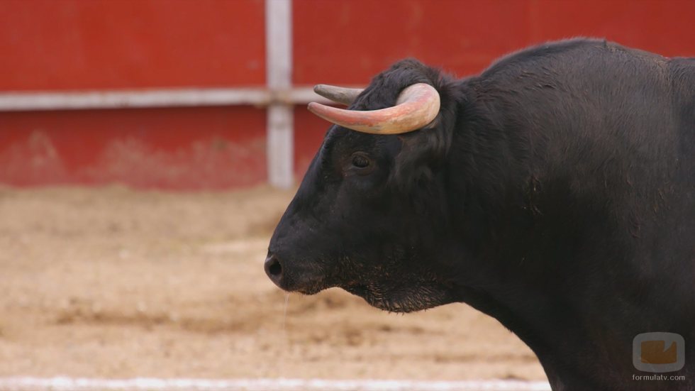 Un toro en una plaza en 'Wild Frank: Toros'