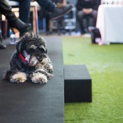 Scott tumbado en la presentación de 'Scott y Milá'