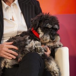 Scott en el regazo de Mercedes Milá durante la presentación de 'Scott y Milá'