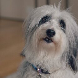 El perro de 'El hombre contra la abeja'