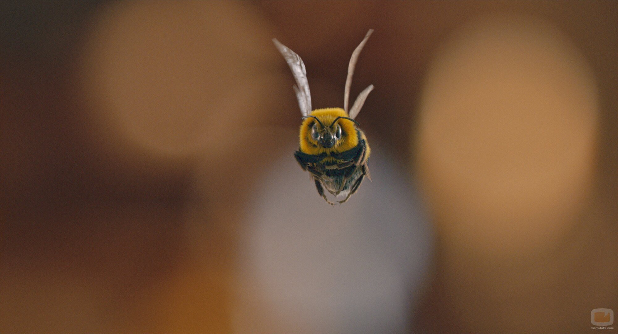 La abeja de 'El hombre contra la abeja'