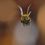 La abeja de 'El hombre contra la abeja'