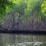 La localización de los manglares en 'El Conquistador' de TVE
