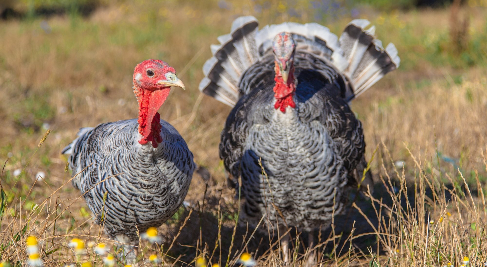 Las principales cadenas empatan antes de Acción de Gracias