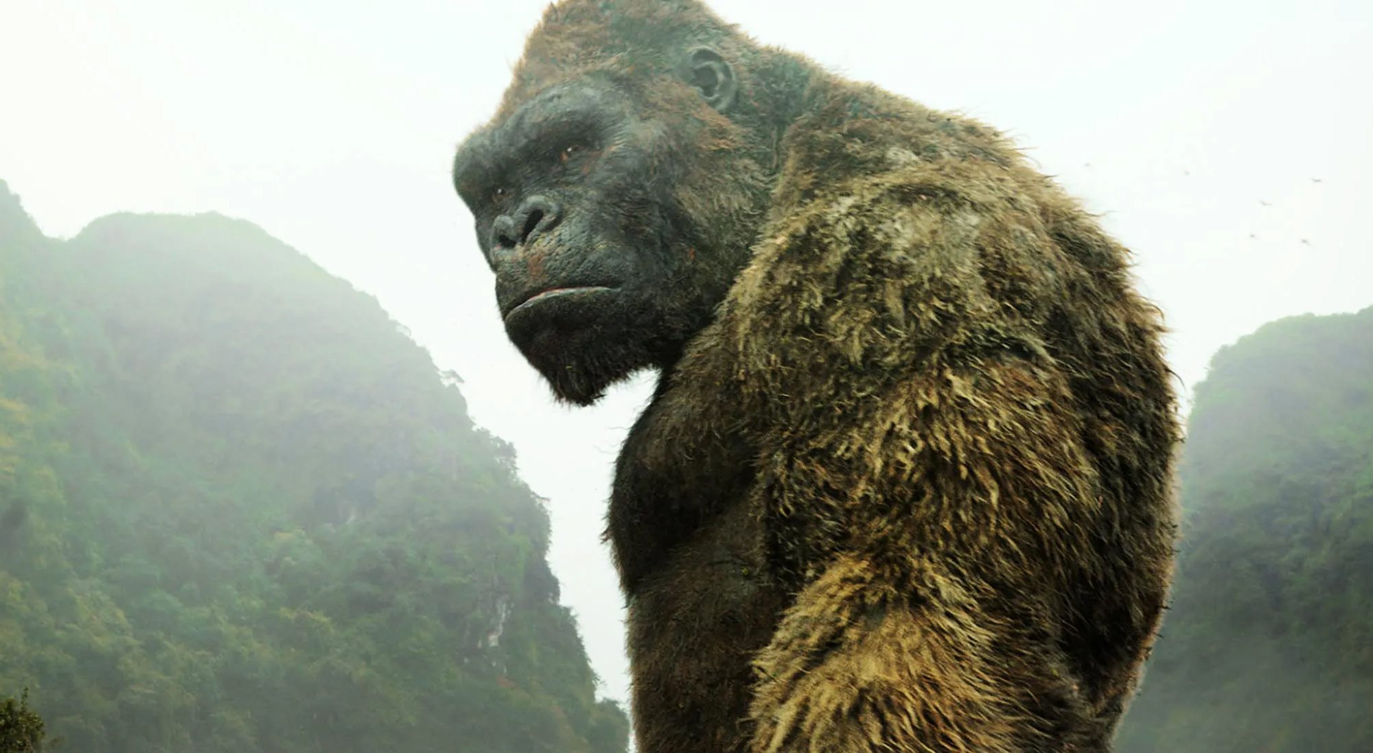 Kong tendrá su propio anime