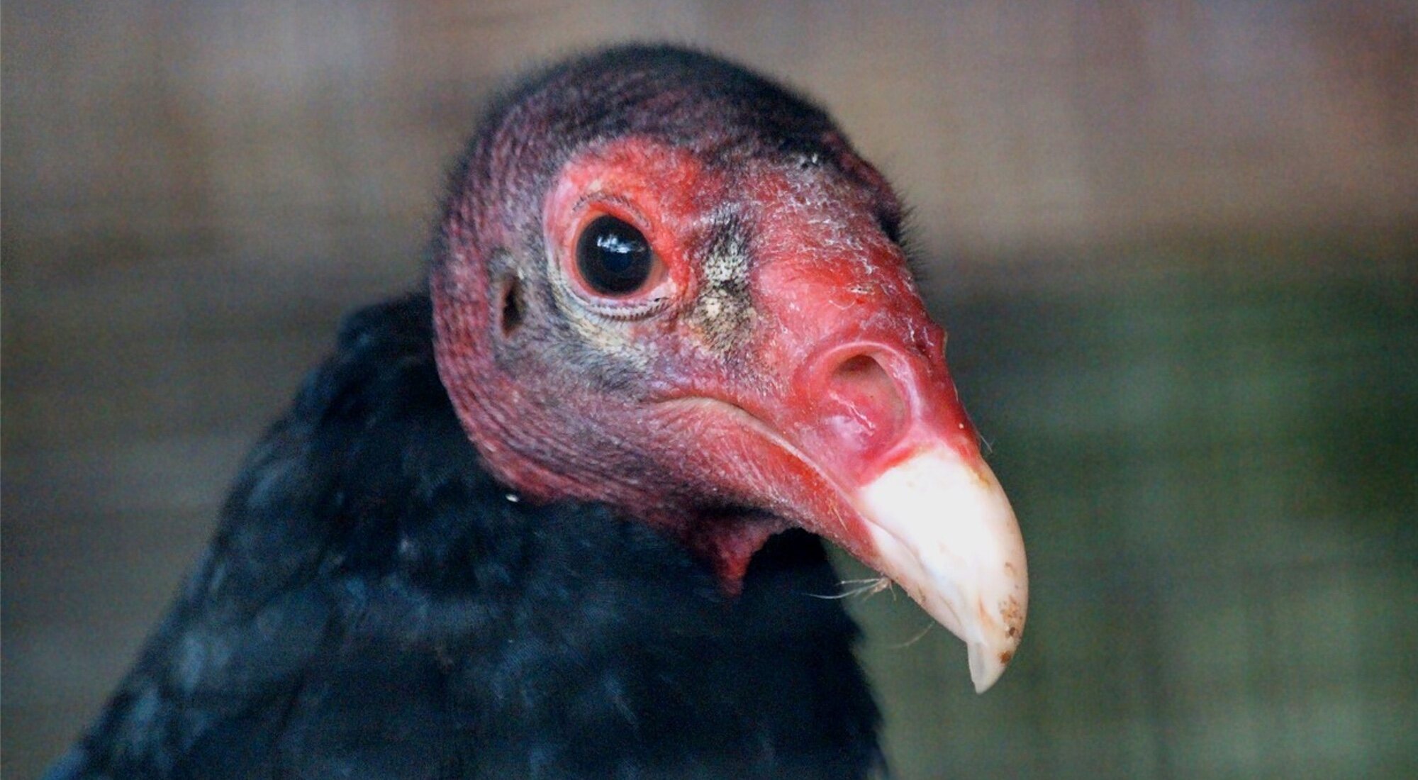 Descripción de la imagen