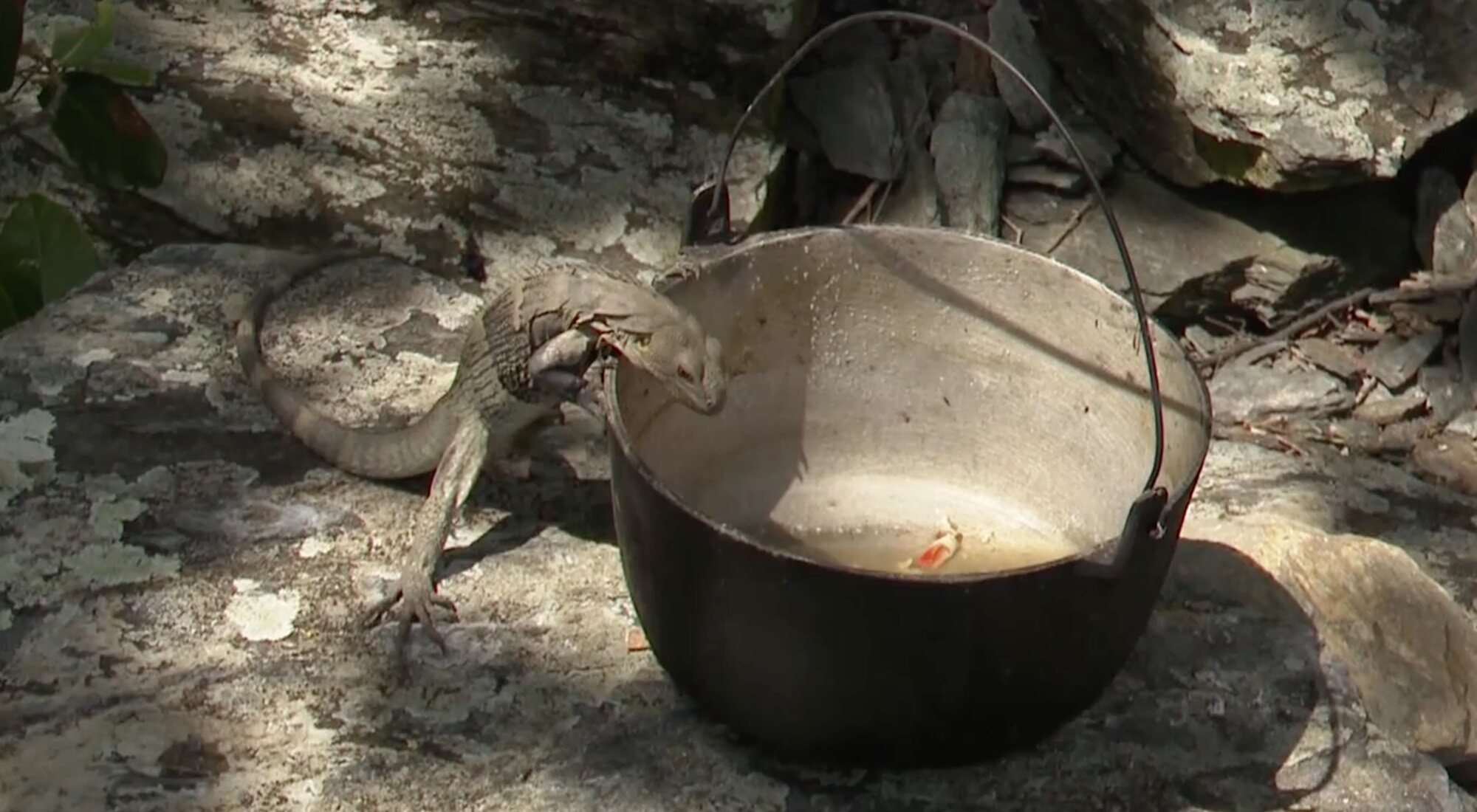 La iguana de Marta Peñate