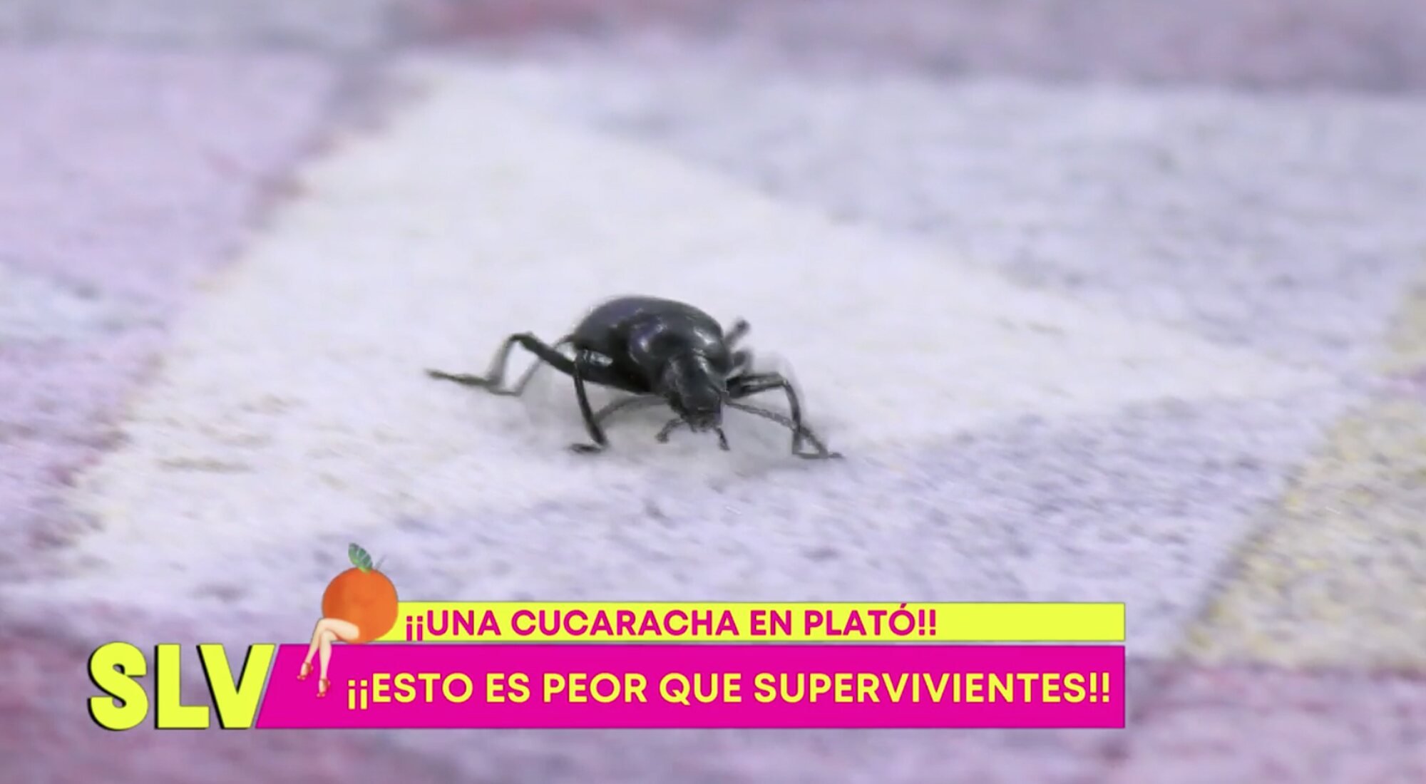 Cucaracha en el plató de 'Sálvame', bautizada por Kiko Hernández como "Alfredo"