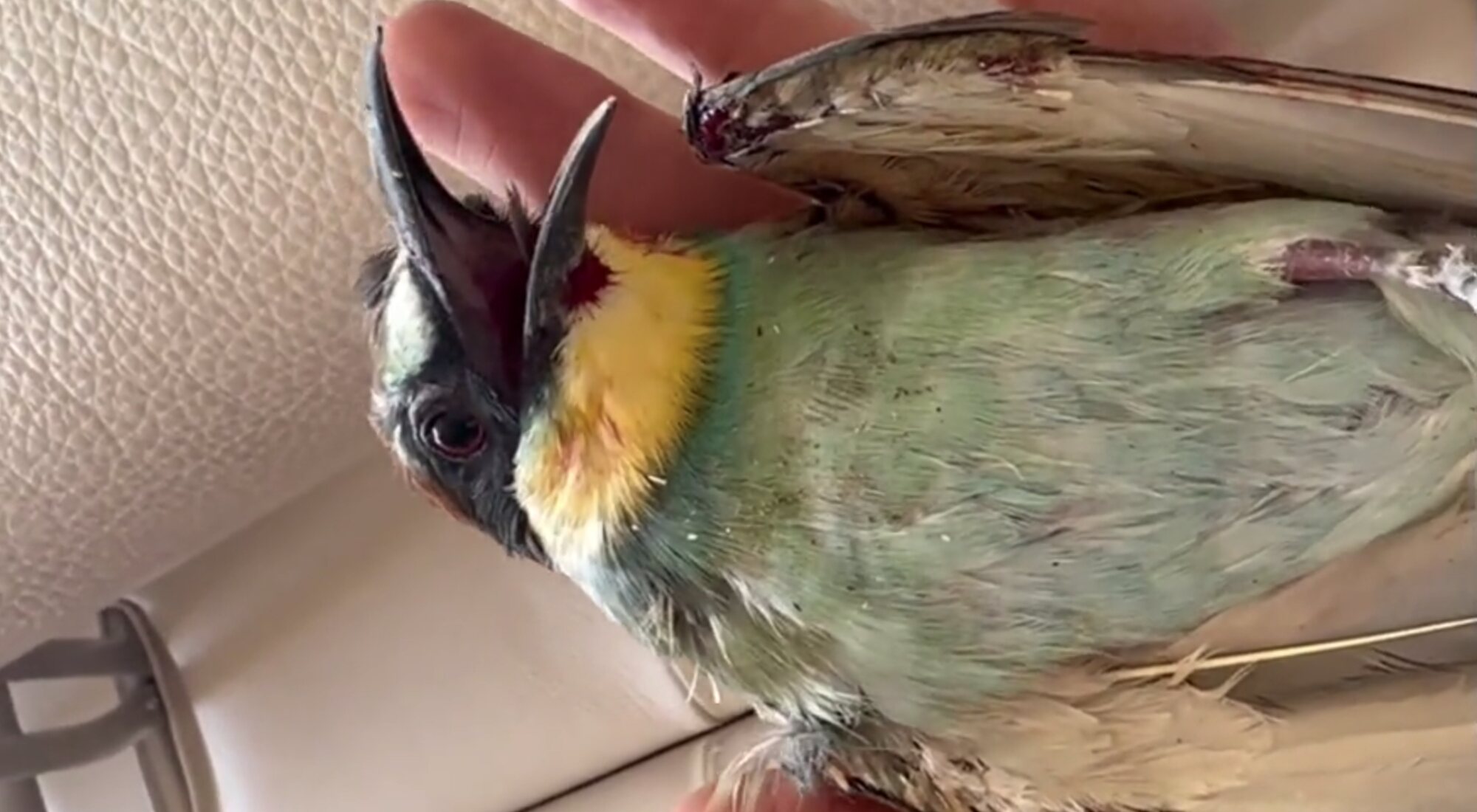 Captura del vídeo compartido por Mónica Carrillo en Twitter