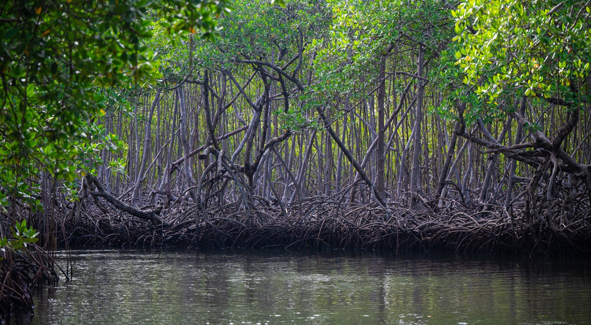 El manglar de Los Haitises