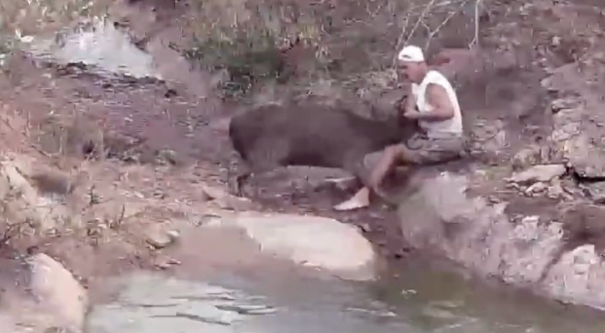 Un ciervo embiste a Frank Cuesta