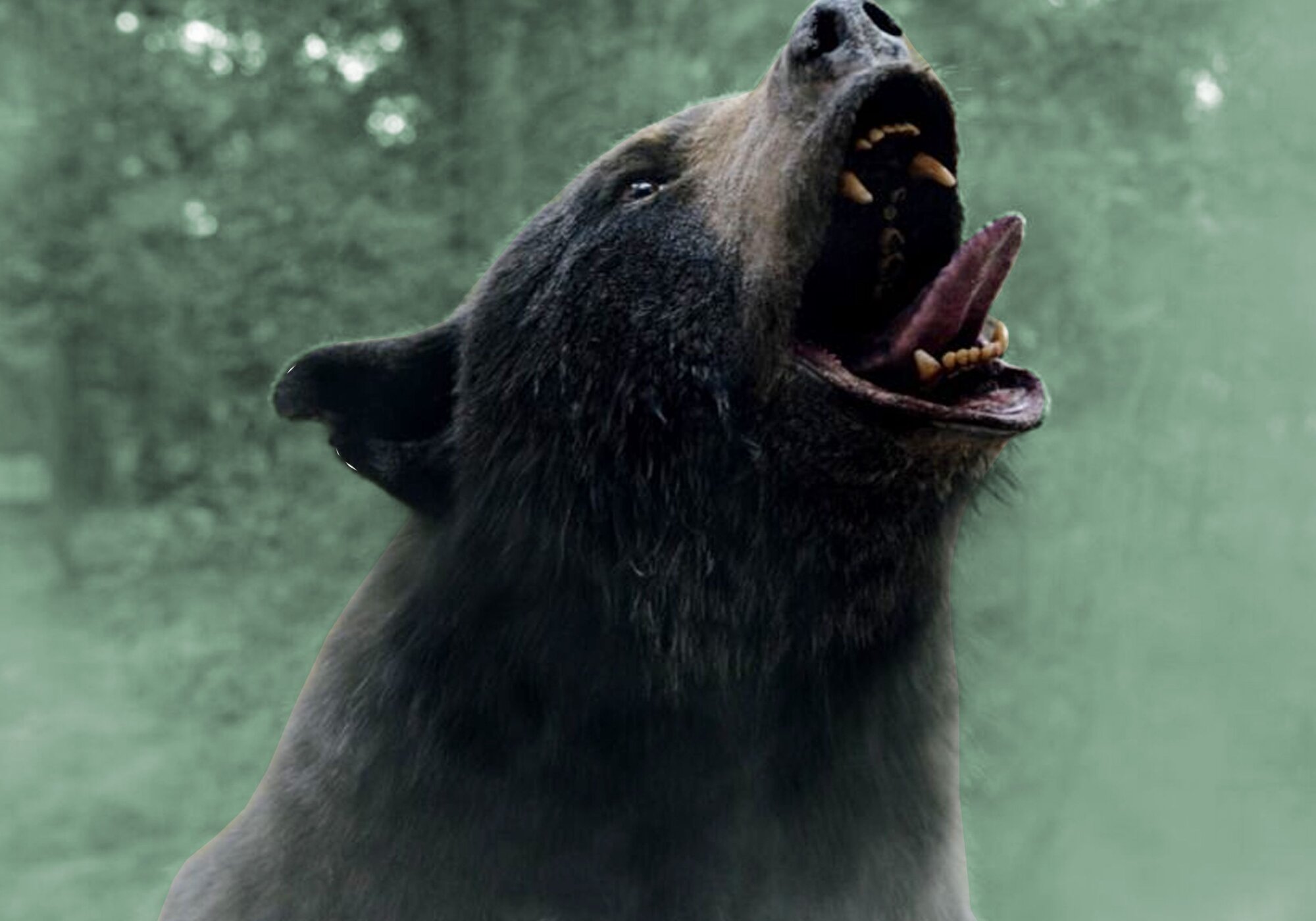 'Oso vicioso' desata el caos en la noche de Cuatro