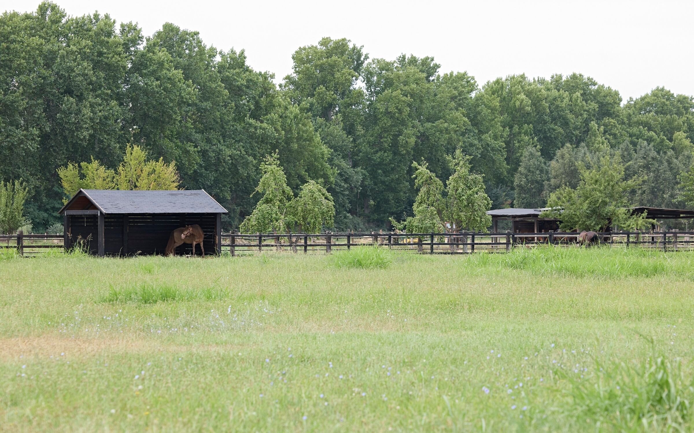 Paisaje de la finca de 'Pura sangre'