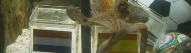 pulpo paul come mejillon españa final mundial 2010