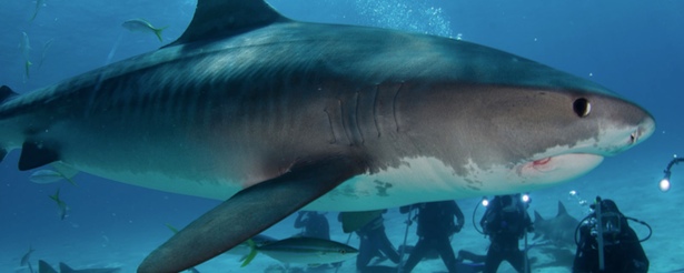 Calleja budeando entre tiburones