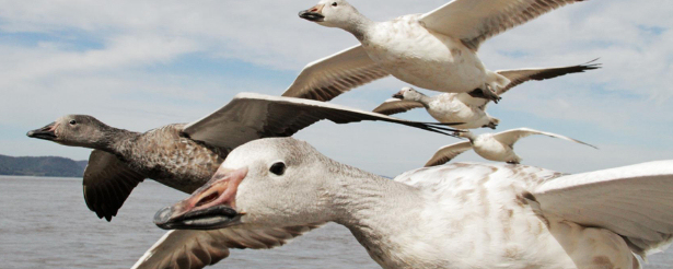 Gansos en &#39;La Tierra desde el cielo&#39;