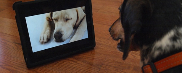 Dog TV
