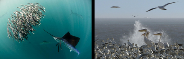 Imágenes de la serie 'Life'