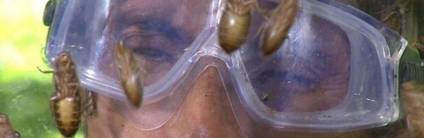 Concursante de 'I'm a Celebrity... Get Me Out Of Here' en una de las pruebas