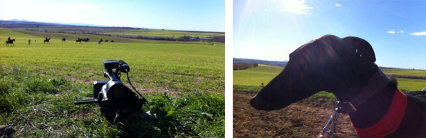 Galgos en Castilla La Mancha TV