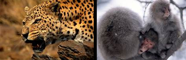 &#39;Top 10 Animal&#39;