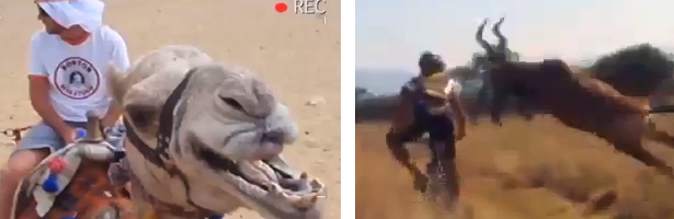 El momento previo al ataque de un dromedario al cámara y el choque entre un ciclista y un ñu